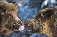 Wildschwein